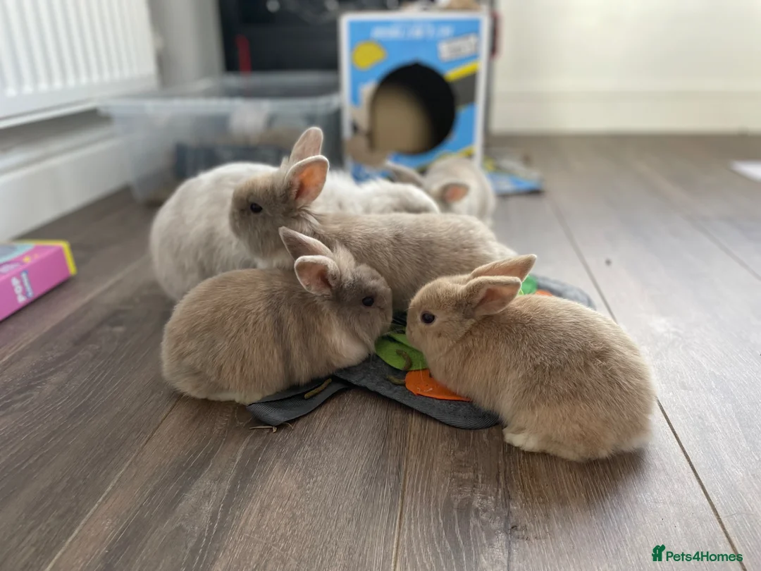 Mini Lop rabbits for sale: Mini lop x  - Advert 2