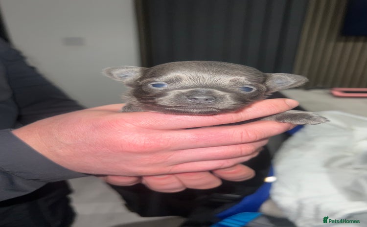 Chihuahua dogs Stunning Chihuahua Puppies ⭐️ - Advert 2