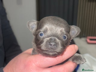 Chihuahua dogs Stunning Chihuahua Puppies ⭐️ - Advert 2