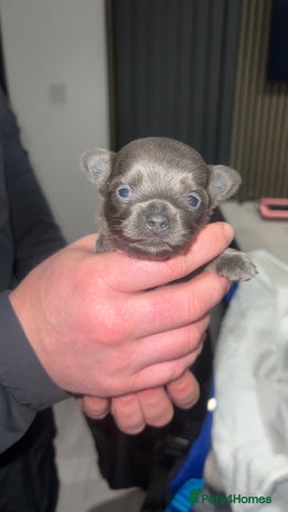 Chihuahua dogs Stunning Chihuahua Puppies ⭐️ - Advert 2