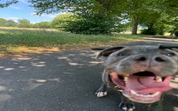 Staffordshire Bull Terrier dogs for sale: 7 month old puppy  - Image 6