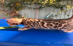 Keetso cats for sale: Stunning golden keetsos  - Image 10