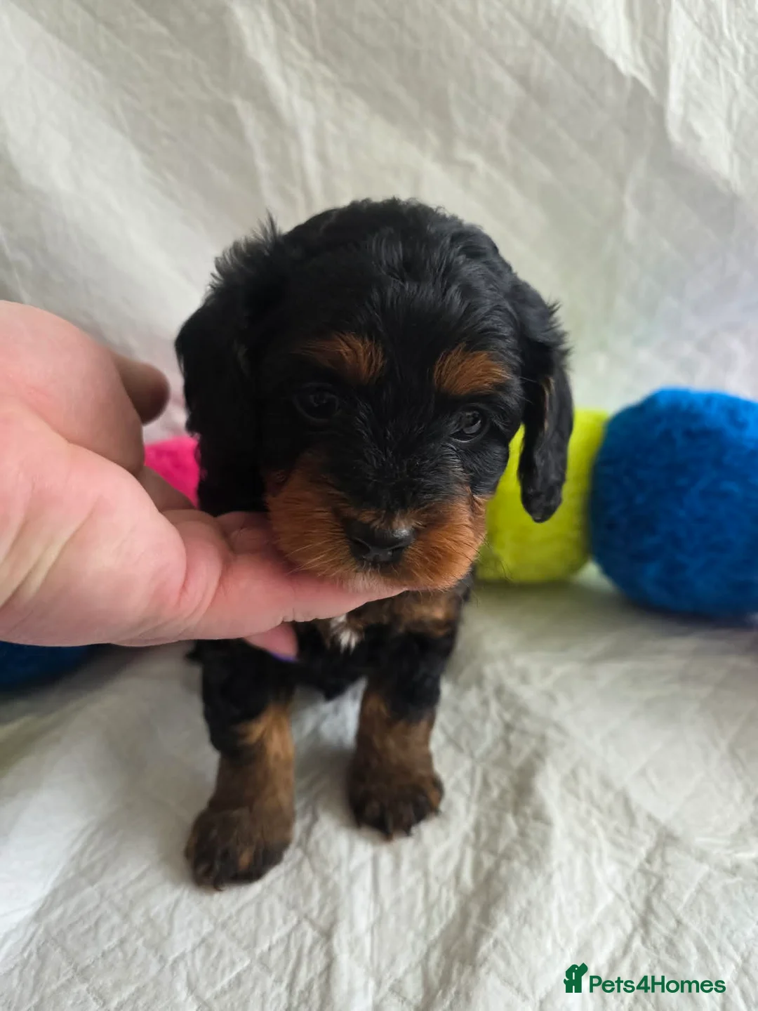 Cavapoo dogs for sale: ⭐💗Beautiful Cavapoo Girl💗⭐ - Advert 2
