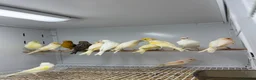 Mixed Breed birds for sale: Canaries  - Advert 5