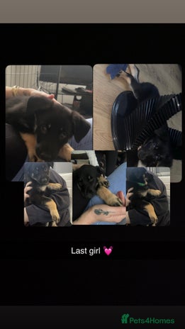 German Shepherd dogs - Advert 2