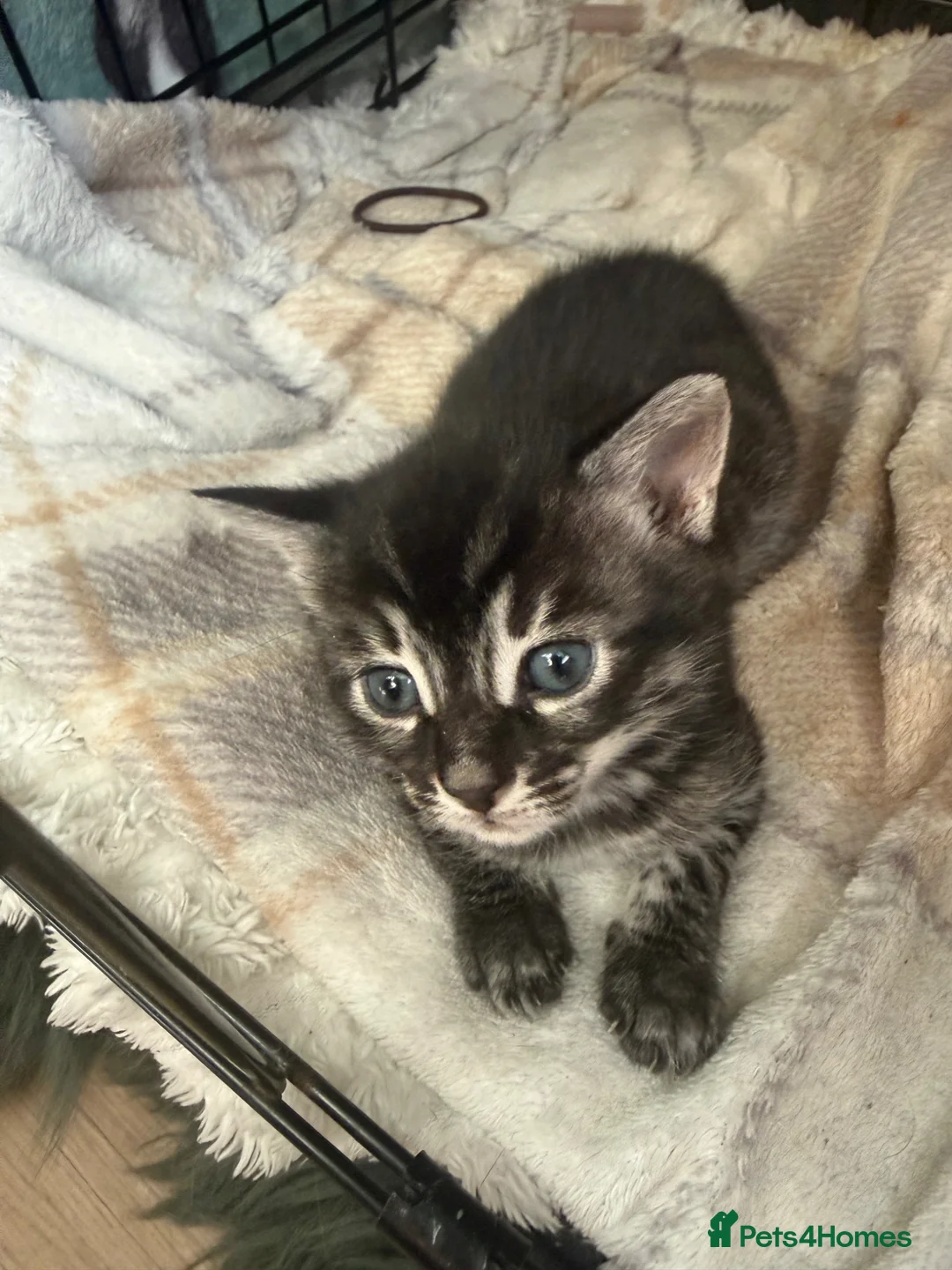 Mixed Breed cats for sale: Adorable Bengal x Maine coon Kittens  - Advert 1