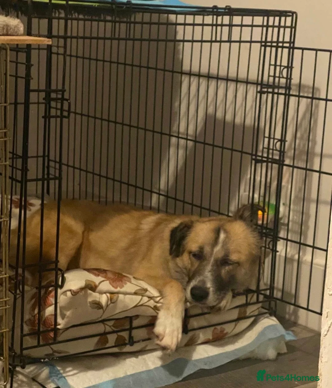 Mixed Breed dogs for adoption: 💕 Shelby 💕 in Blackpool - Advert 8