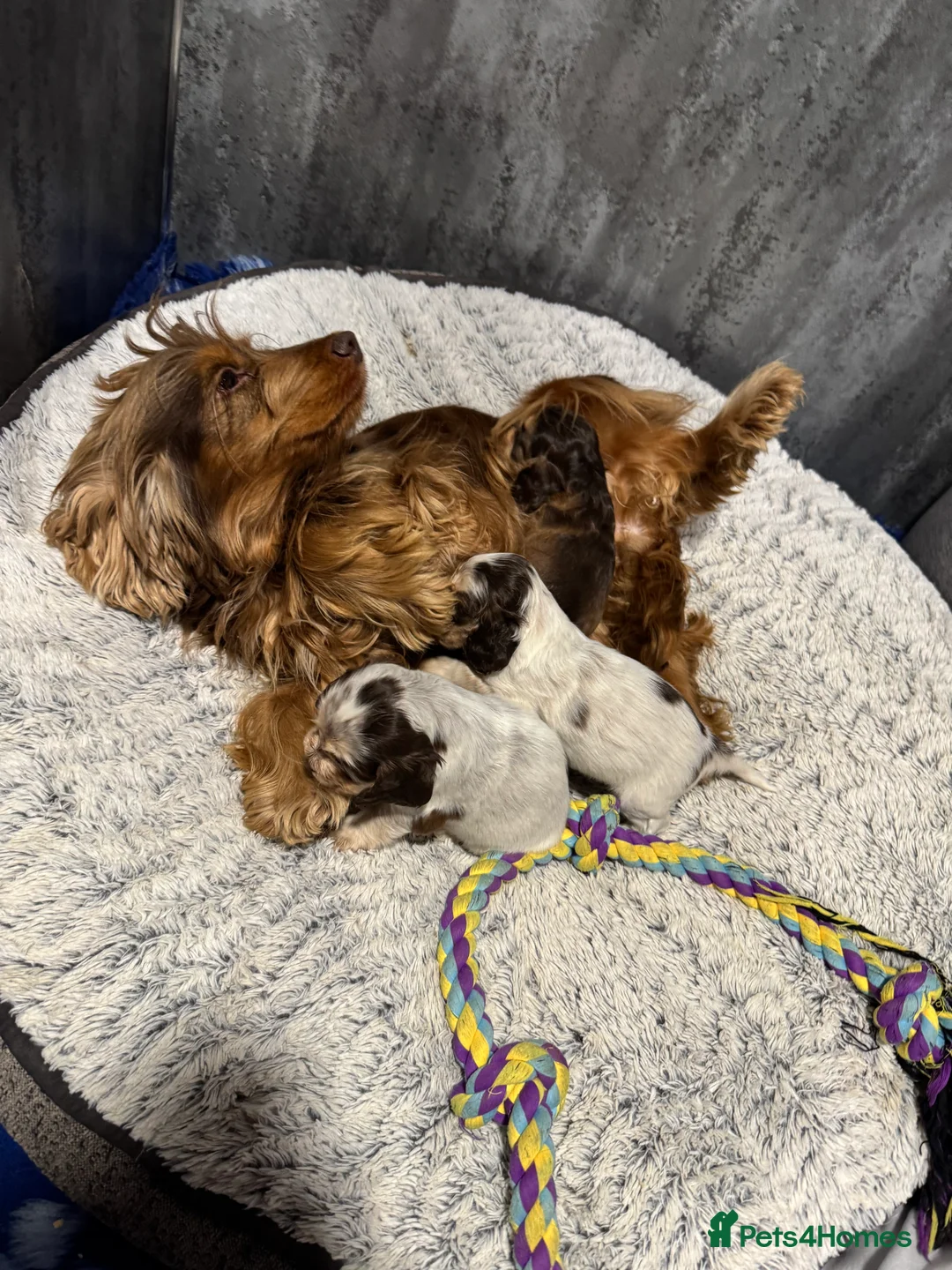 Cocker Spaniel dogs for sale: KC regional DNA tested show type Cocker Spaniels  - Advert 2