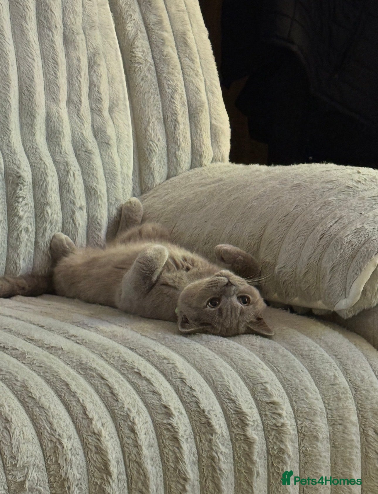 British Shorthair cats Male Lilac British short hair  - Advert 5