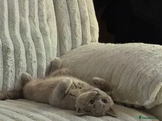 British Shorthair cats Male Lilac British short hair - Advert 8