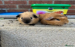 Guinea Pig rodents for sale: Funky guinea pigs - Image 4