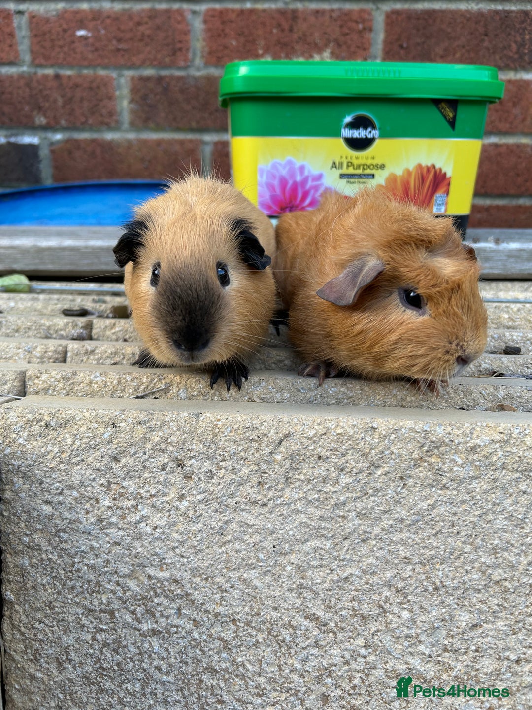 Guinea Pig rodents for sale: Funky guinea pigs - Image 4