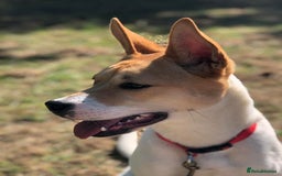 Japanese Akita Inu dogs for sale: Japanese akita cross alsatian  - Image 3