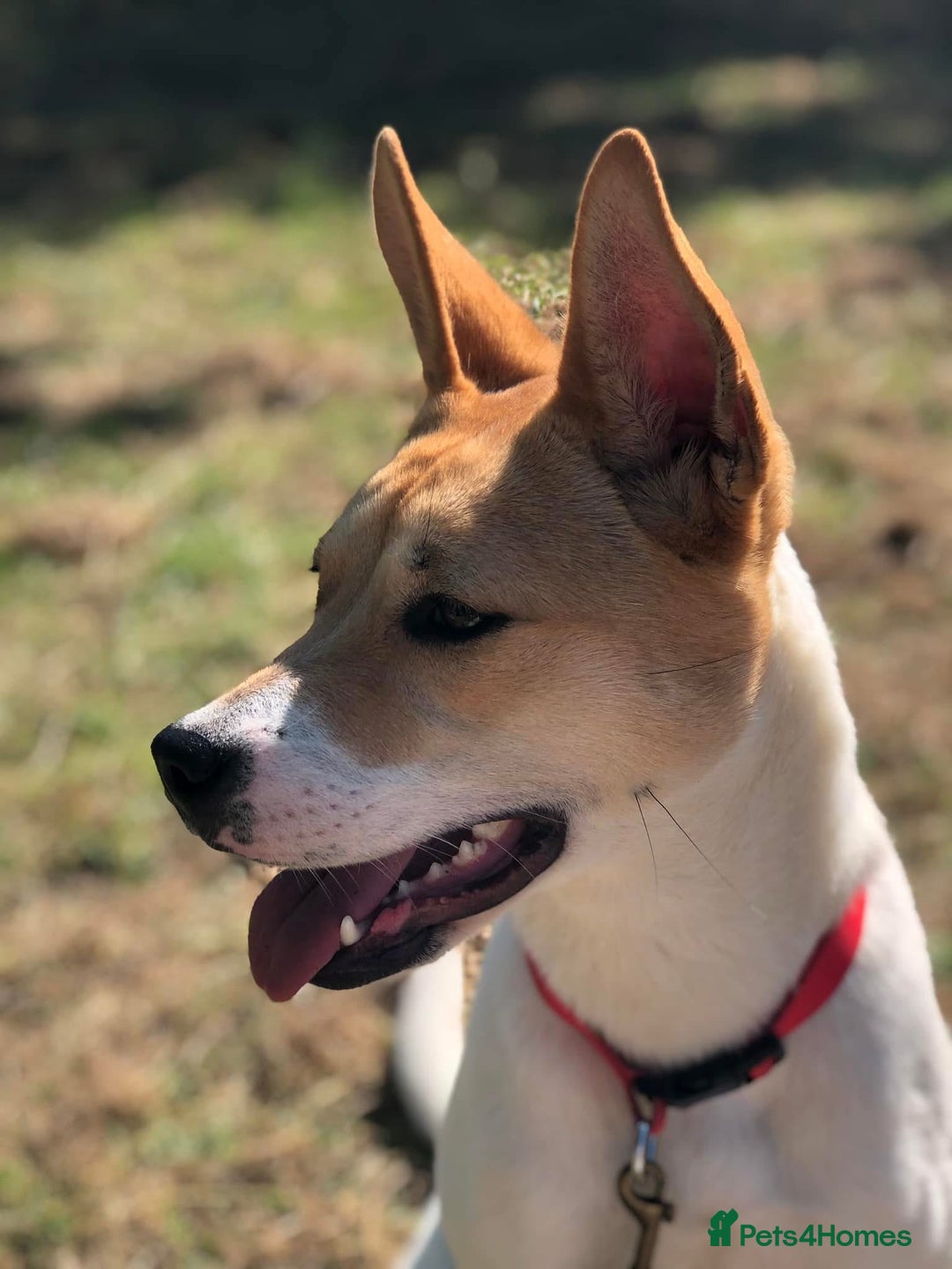 Japanese Akita Inu dogs for sale: Japanese akita cross alsatian  - Image 3