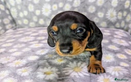 Miniature Dachshund dogs for sale: Mini Dachshund Puppies, Gorgeous Colours & Coats - Image 4