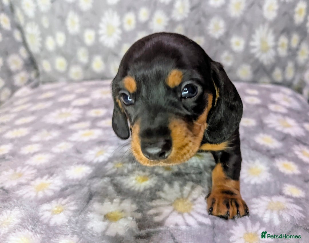 Miniature Dachshund dogs for sale: Mini Dachshund Puppies, Gorgeous Colours & Coats - Image 4