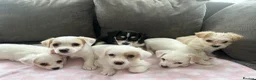 Morkie dogs for sale: morkie puppies - Advert 6
