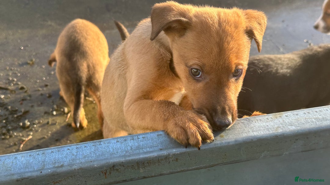 Mixed Breed dogs for sale: Kelpie x Collie puppies - Advert 6