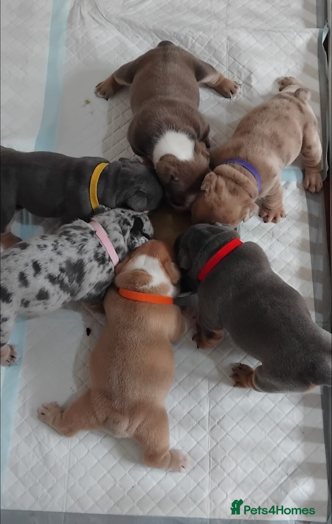 English Bulldog dogs for sale: Beautiful English Bulldog Puppies - Image 33