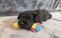 Miniature Schnauzer dogs for sale: Quality Mini Schnauzers - Image 10