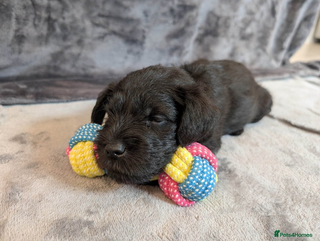Miniature Schnauzer dogs for sale: Quality Mini Schnauzers - Image 10