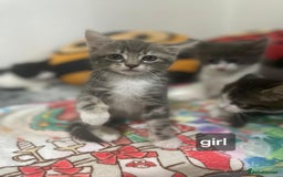Mixed Breed cats for sale: Mix maine cone kittens  - Image 2