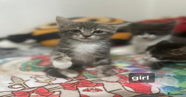 Mixed Breed cats - Advert 9