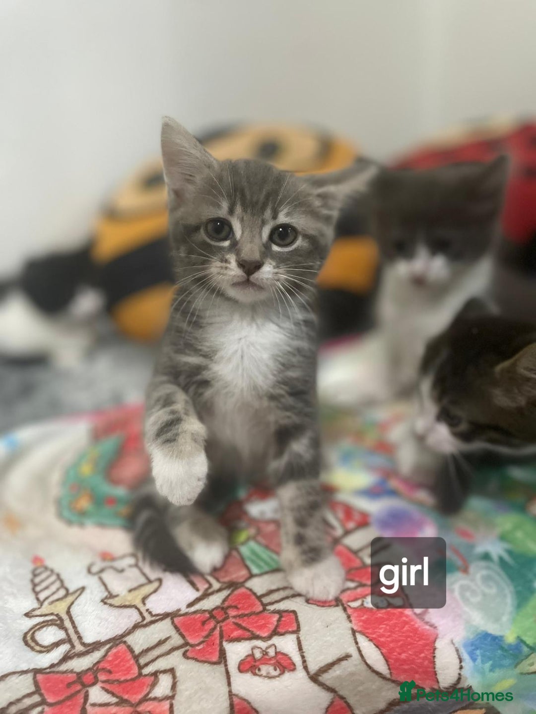 Mixed Breed cats for sale: Mix maine cone kittens  - Image 2
