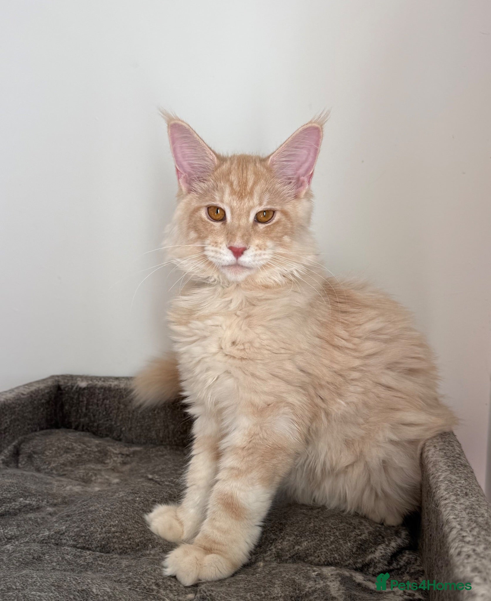 Maine Coon cats Champion line kittens 🥰 Ready to go 🥰 - Advert 2