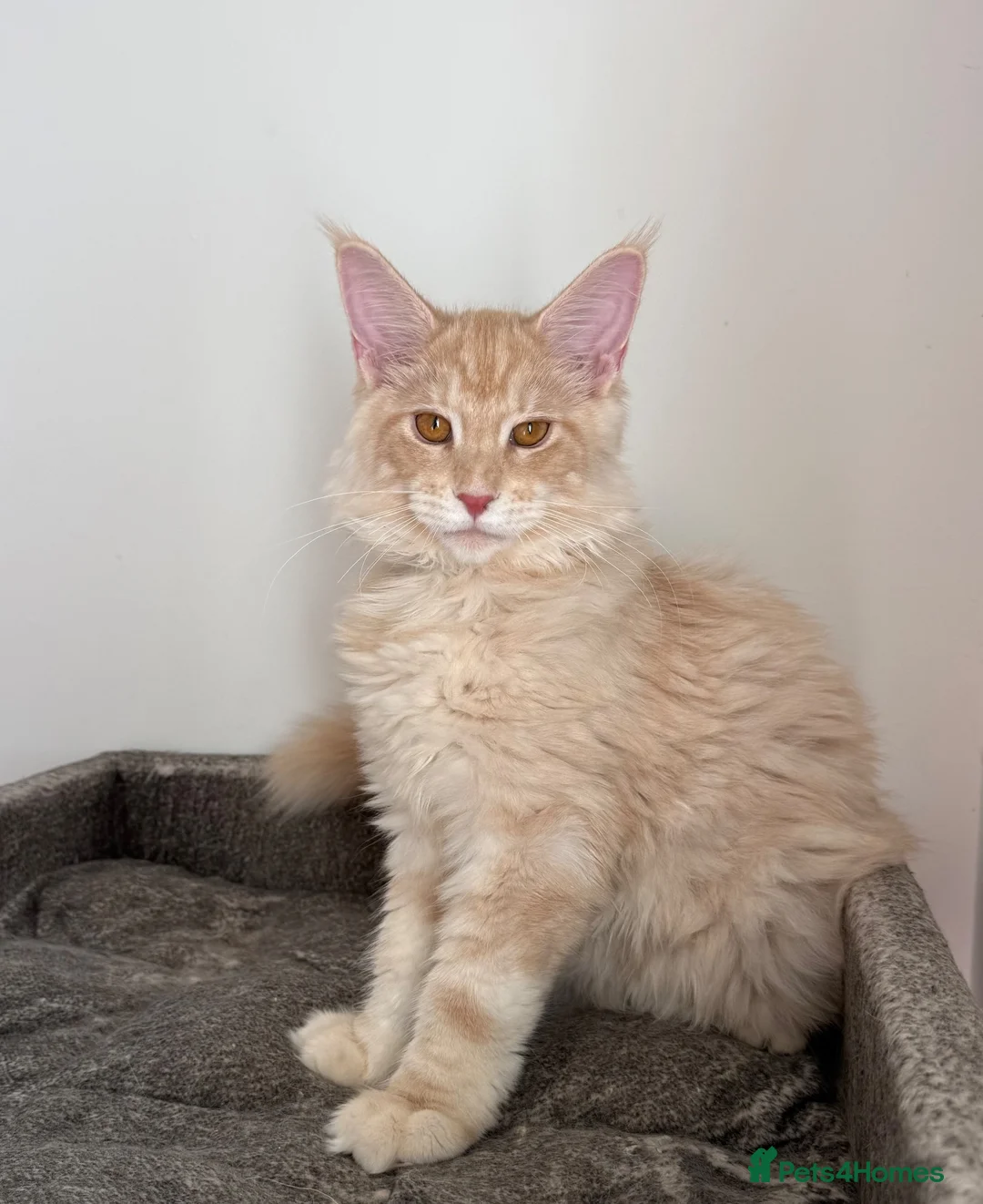 Maine Coon cats for sale: Champion line kittens 🥰 Ready to go 🥰 - Advert 2
