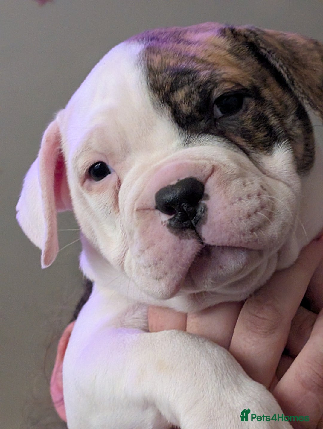 American Bulldog dogs for sale: Johnson American bulldog pups (ready to leave)  - Image 17