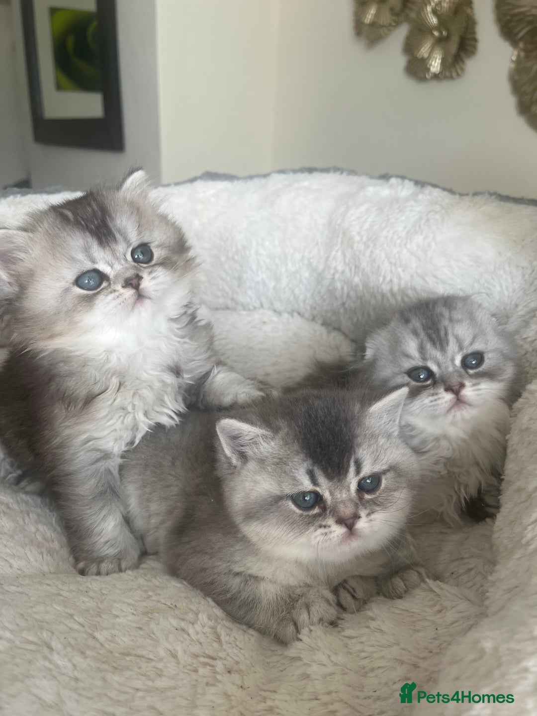 Scottish Fold cats for sale: Adorable Scottish Fold Kittens  - Advert 11