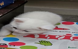 Mixed Breed cats for sale: 7 gorgeous cuties - Image 11