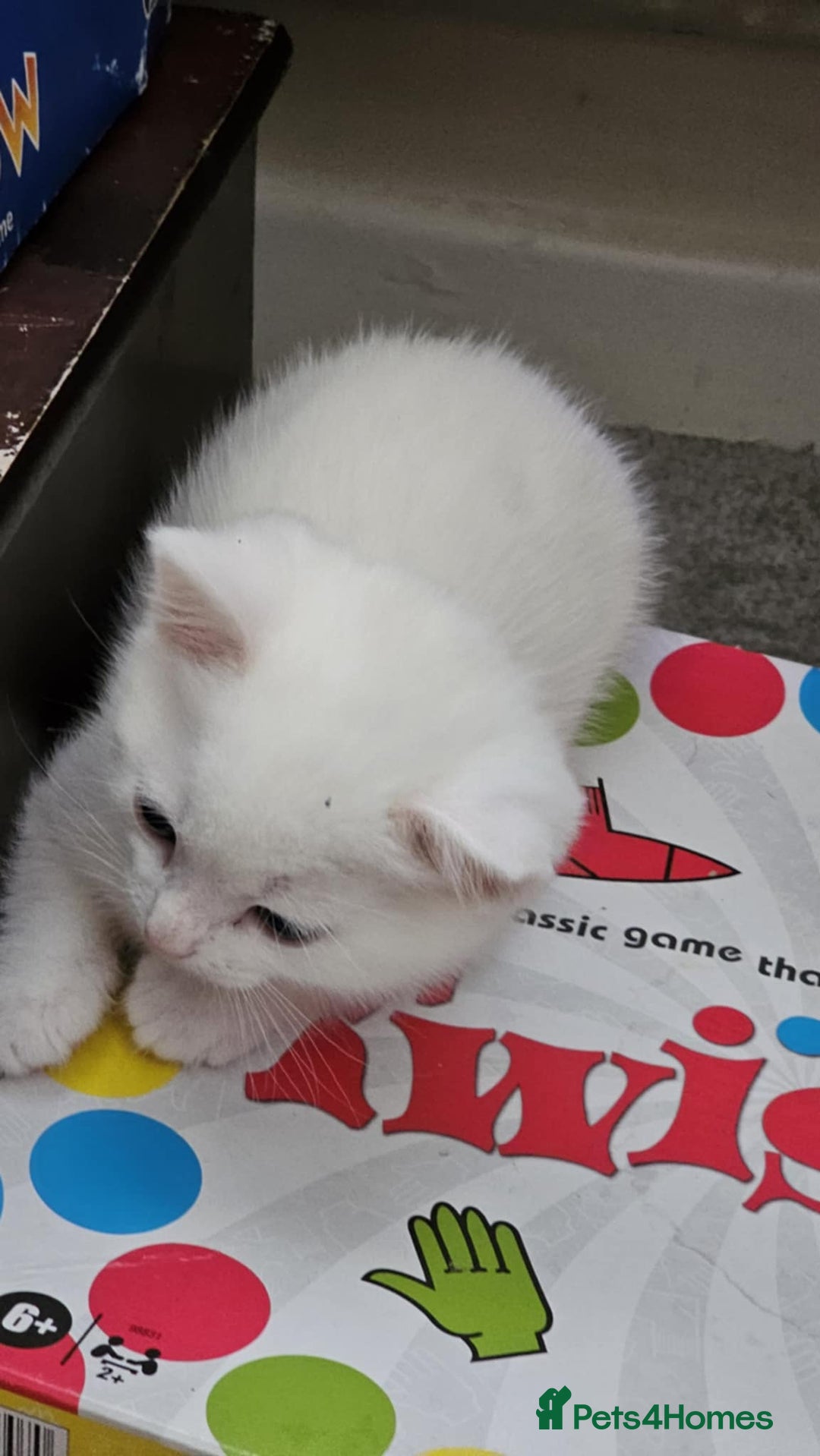 Mixed Breed cats for sale: 7 gorgeous cuties - Image 11