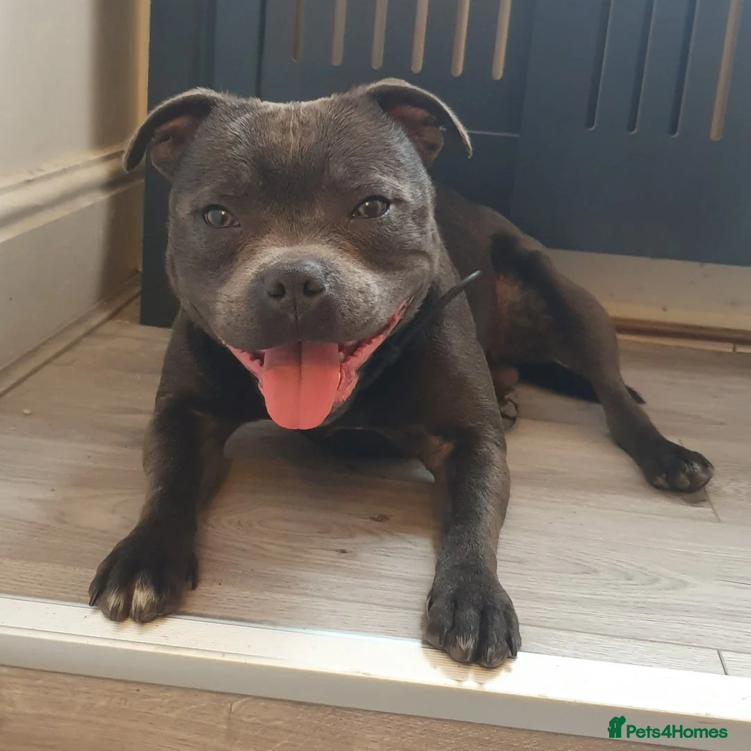 Staffordshire Bull Terrier dogs for stud: **ROSCO**OUTSTANDING BLUE STUD! in Birmingham - Advert 11
