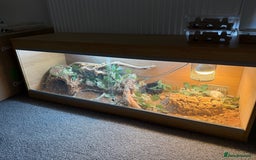 Bearded Dragon reptiles for sale: bearded dragon and enclosure  - Image 4