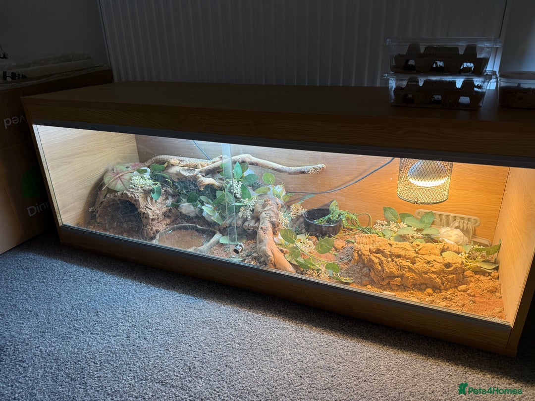 Bearded Dragon reptiles for sale: bearded dragon and enclosure  - Image 4
