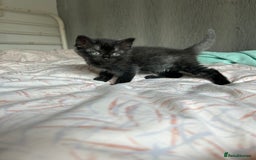 Ragdoll cats for sale: Ragdoll x Russian white kittens  - Image 7