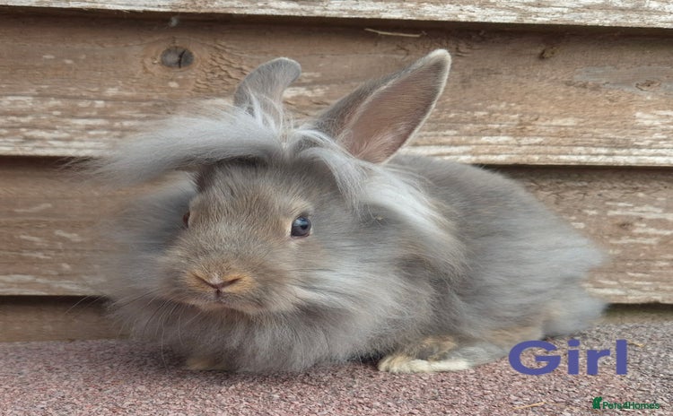 Lionhead rabbits - Advert 4