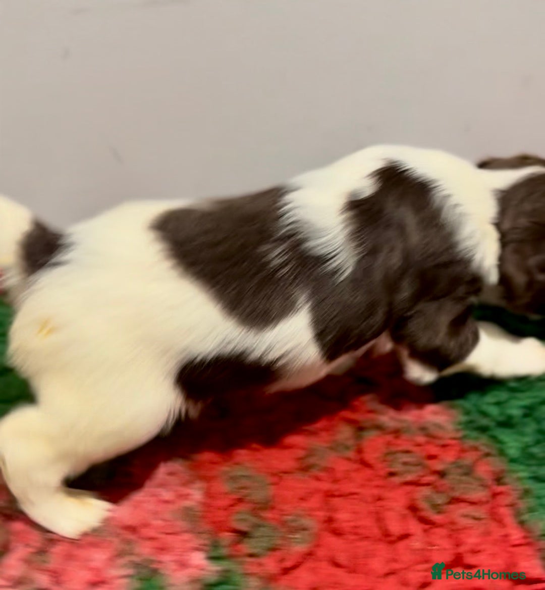 English Springer Spaniel dogs for sale: KC Working English springer spaniel puppies - Advert 13