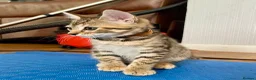 Bengal cats for sale: Beautiful Bengal Kittens for Sale, Pure Bengal Mum - Advert 2