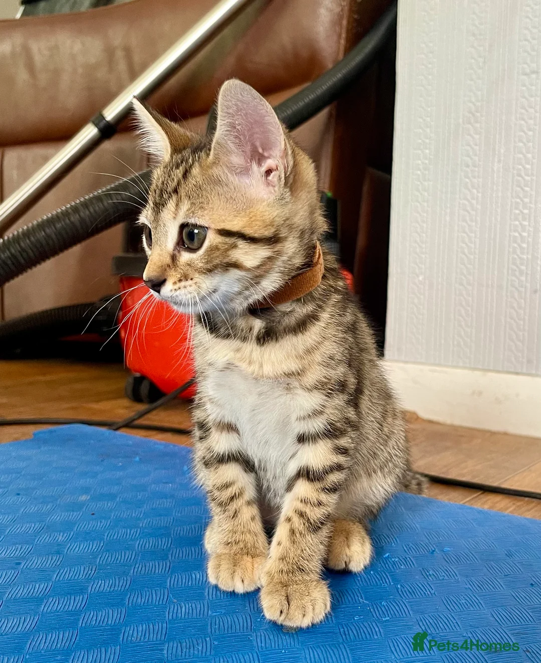 Bengal cats for sale: Beautiful Bengal Kittens for Sale, Pure Bengal Mum - Advert 2
