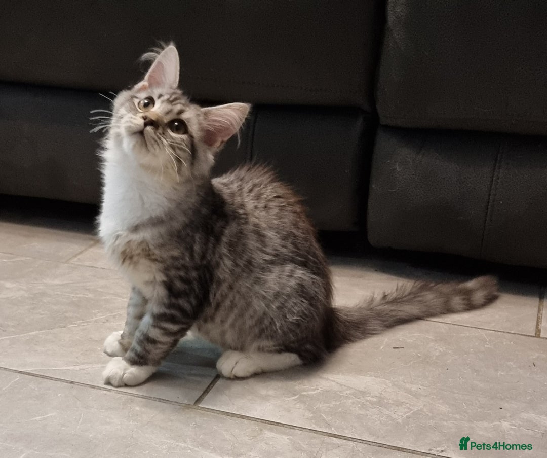 Maine Coon cats for sale: Pedigree Maine Coon Kittens for sale  - Image 39