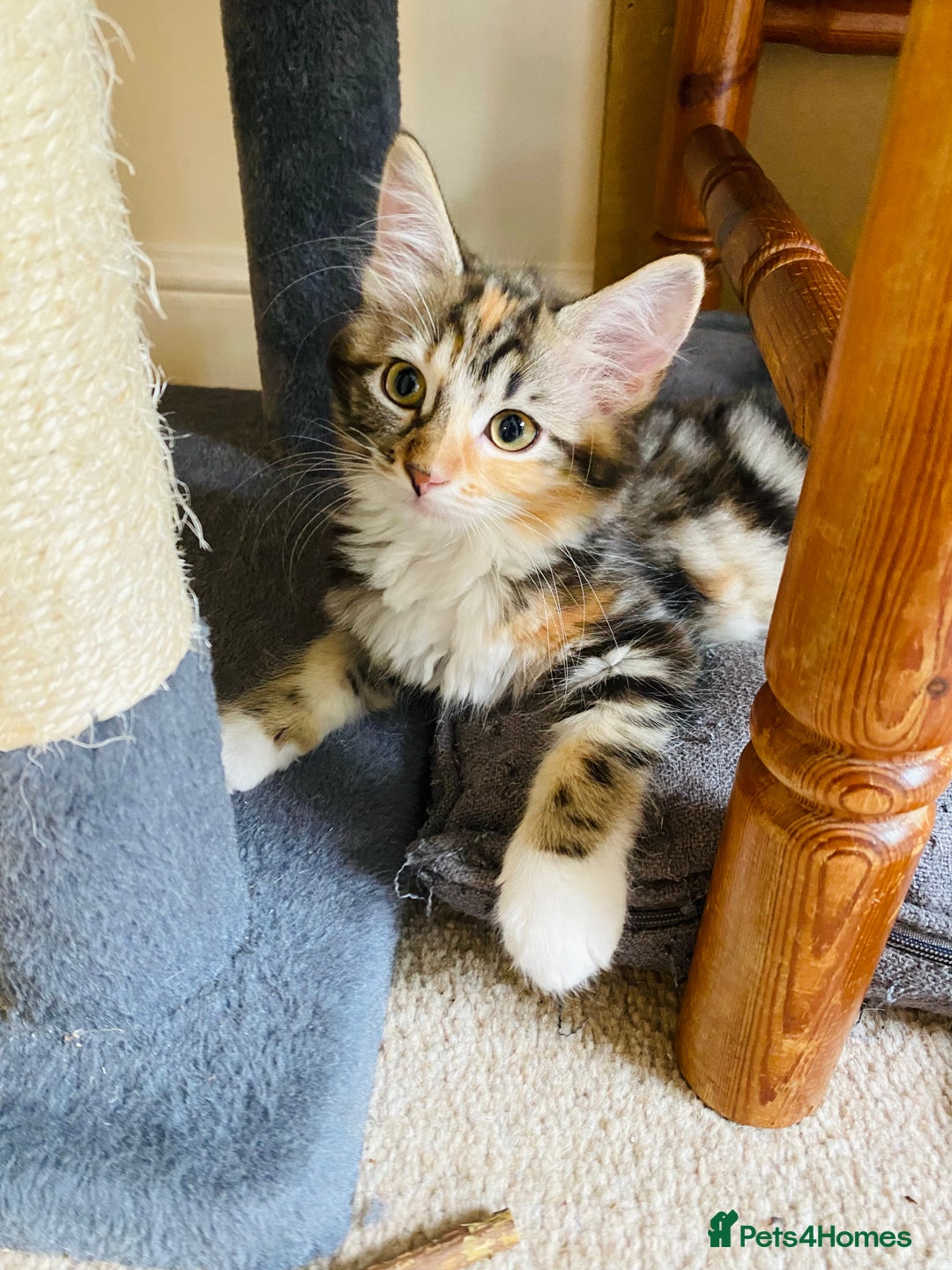Domestic Shorthair cats for sale: Ragdoll Cross X DSH - Image 15