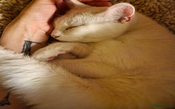 Turkish Angora cats for sale: Gorgeous white cat  - Image 6