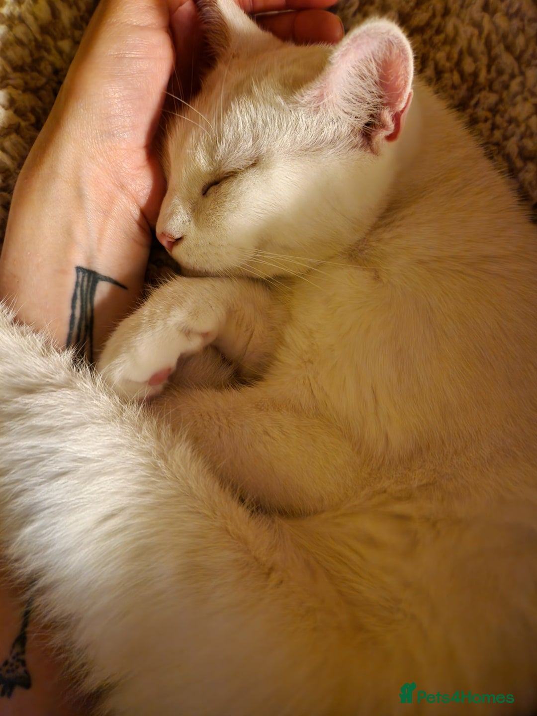 Turkish Angora cats for sale: Gorgeous white cat  - Image 6