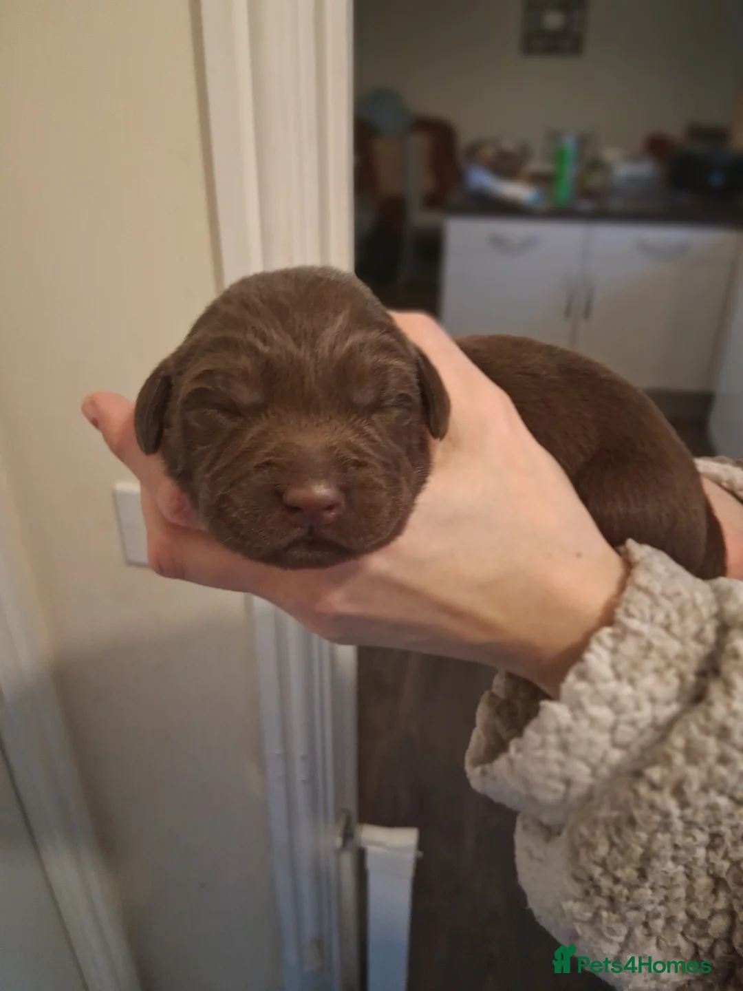 Labrador Retriever dogs for sale: *1 LEFT!* LABRADOR PUPPIES! - Advert 14