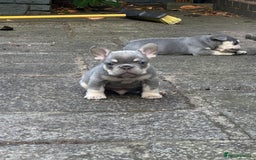 French Bulldog dogs for sale: Blue/fawn french bulldog boys with blue eyes 🐾💙 - Image 10