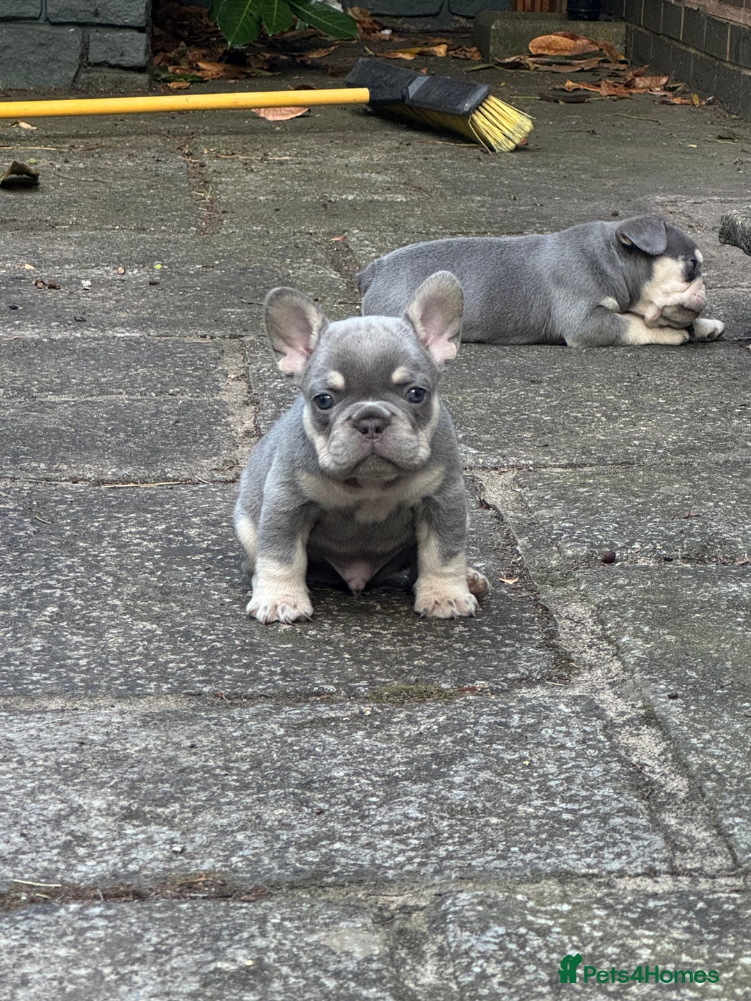 French Bulldog dogs for sale: Blue/fawn french bulldog boys with blue eyes 🐾💙 - Image 10