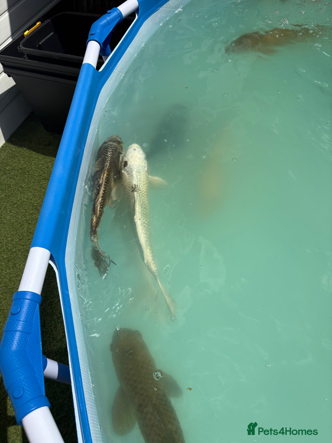 Koi Carp fish for sale: Japanese koi carp - Image 5